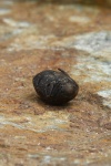 Gemeiner Pillenkfer (Byrrhus pilula)