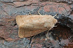Rundfl�gel-K�tzcheneule (Orthosia cerasi)