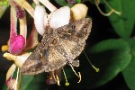 Gammaeule (Autographa pulchrina)