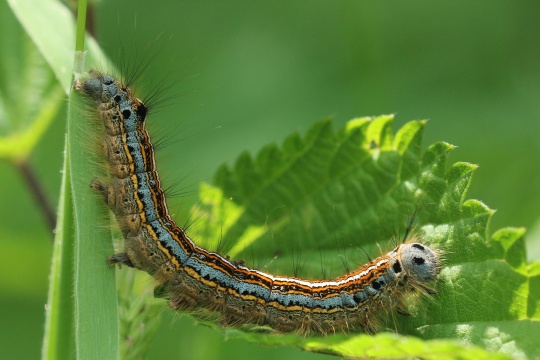 Ringelspinner (Malacosoma neustria)