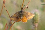 Ampfer-Purpurspanner (Lythria cruentaria)