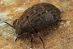 Gemeiner Pillenkfer (Byrrhus pilula)
