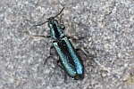 Himmelblauer Haark�fer (Dasytes caeruleus)