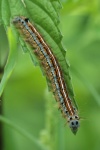 Ringelspinner (Malacosoma neustria)