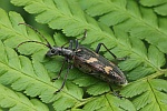 Gelbbindiger Zangenbock (Rhagium bifasciatum)
