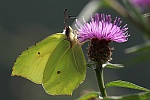 Zitronenfalter (Gonepteryx rhamni)