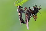 Tanzfliege (Familie empididae)