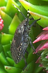Graue Gartenwanze (Rhaphigaster nebulosa)