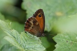 Rotbraunes Ochsenauge (Pyronia tithonus)