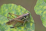 Rsels Beischrecke (Metrioptera roeselii)