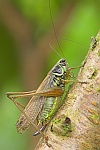 Rsels Beischrecke (Metrioptera roeselii)