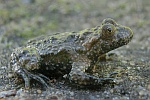 Gelbbauchunke (Bombina variegata)