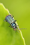 Zweifleckige Zipfelkfer (Malachius bipustulatus)