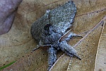 Buchen-Streckfu� (Calliteara pudibunda)