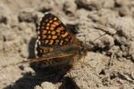 Wegerich-Scheckenfalter (Melitaea cinxia)