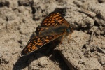 Wegerich-Scheckenfalter (Melitaea cinxia)