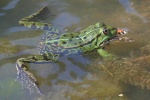 Teichfrosch (Rana esculenta)