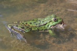 Teichfrosch (Rana esculenta)