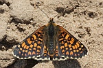 Wegerich-Scheckenfalter (Melitaea cinxia)