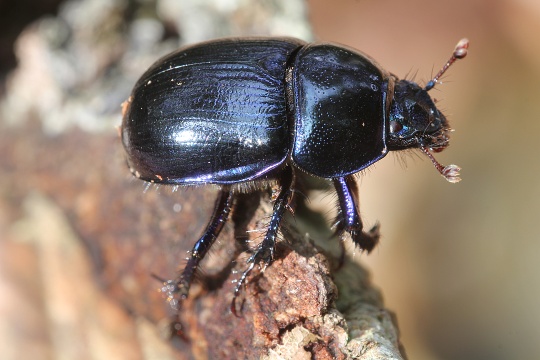 Waldmistkfer (Anoplotrupes stercorosus)