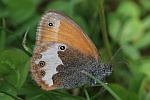 Weibindiges Wiesenvgelchen (Coenonympha arcania)