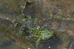 Teichfrosch (Rana esculenta)