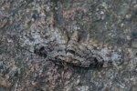 Nadelgeh�lz-Bl�tenspanner (Eupithecia tantillaria)