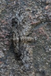 Nadelgeh�lz-Bl�tenspanner (Eupithecia tantillaria)