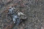 Dunkelgrauer Zahnspinner (Drymonia ruficornis)
