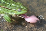 Teichfrosch (Rana esculenta)