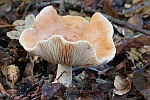 Goldflssiger Milchling (Lactarius chrysorrheus)