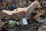 Goldflssiger Milchling (Lactarius chrysorrheus)