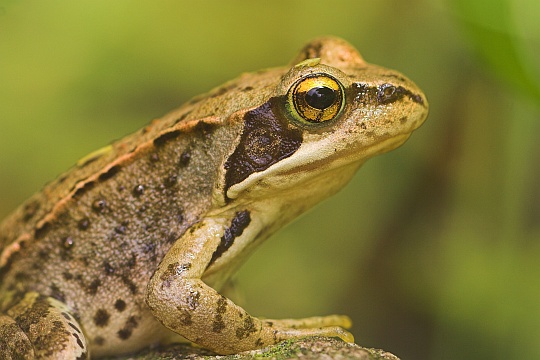 Grasfrosch (Rana temporaria)