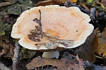 Goldflssiger Milchling (Lactarius chrysorrheus)