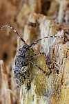 Graubindige Augenfleckbock (Mesosa nebulosa)
