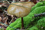 Wurzelnder Schleimrbling (Xerula radicata)