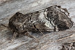 Weibinden-Zahnspinner (Drymonia querna)