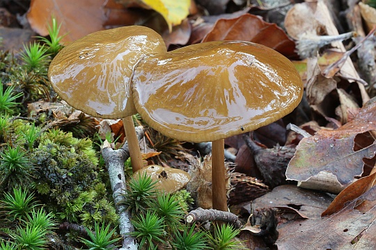 Wurzelnder Schleimrbling (Xerula radicata)