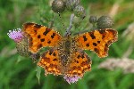 C-Falter (Polygonia calbum)