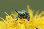 Seidiger Fallkfer (Cryptocephalus sericeus)