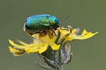 Seidiger Fallkfer (Cryptocephalus sericeus)