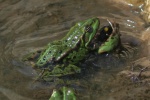 Teichfrosch (Rana esculenta)