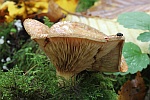 Kahler Krempling (Paxillus involutus)