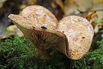 Kahler Krempling (Paxillus involutus)