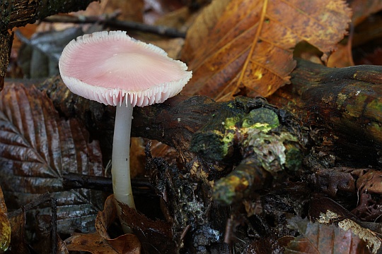 Rosa Rettich-Helmling (Mycena rosea)