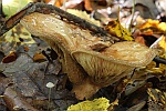 Kahler Krempling (Paxillus involutus)