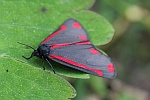 Jakobskrautbr (Thyria jacobaeae)