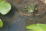 Teichfrosch (Rana esculenta)