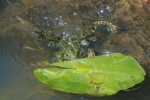 Teichfrosch (Rana esculenta)