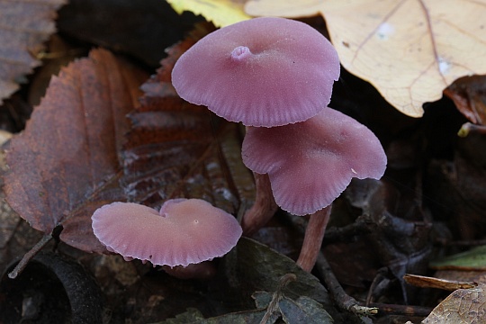 Violette Lacktrichterling (Laccaria amethystina)